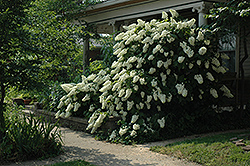 Snowflake Hydrangea (Hydrangea quercifolia 'Snowflake') at Garden Treasures