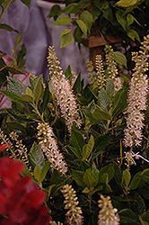 Sixteen Candles Summersweet (Clethra alnifolia 'Sixteen Candles') at Garden Treasures