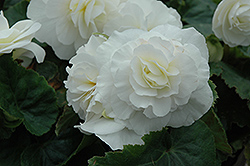 Nonstop White Begonia (Begonia 'Nonstop White') at Garden Treasures