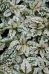 Splash Select White Polka Dot Plant (Hypoestes phyllostachya 'PAS2343') at Garden Treasures