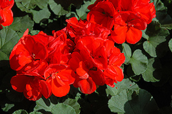 Patriot Red Geranium (Pelargonium 'Patriot Red') at Garden Treasures