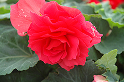 Nonstop Bright Red Begonia (Begonia 'Nonstop Bright Red') at Garden Treasures