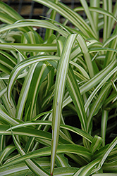 Spider Plant (Chlorophytum comosum) at Garden Treasures
