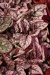 Splash Select Pink Polka Dot Plant (Hypoestes phyllostachya 'PAS2341') at Garden Treasures
