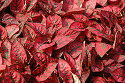 Splash Select Red Polka Dot Plant (Hypoestes phyllostachya 'PAS2344') at Garden Treasures
