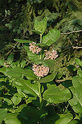 Common Milkweed (Asclepias syriaca) at Garden Treasures