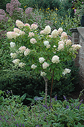 Limelight Hydrangea (tree form) (Hydrangea paniculata 'Limelight (tree form)') at Garden Treasures