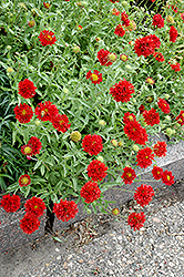 Red Plume Blanket Flower (Gaillardia pulchella 'Red Plume') at Garden Treasures