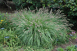 Fountain Grass (Pennisetum alopecuroides) at Garden Treasures