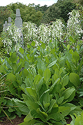 Woodland Tobacco (Nicotiana sylvestris) at Garden Treasures