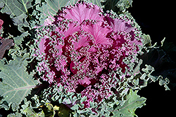 Pink Kale (Brassica oleracea var. acephala 'Pink') at Garden Treasures