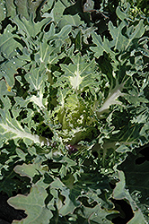 Snow Prince Kale (Brassica oleracea var. acephala 'Snow Prince') at Garden Treasures