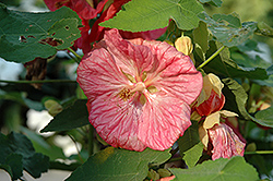 Bella Pink Flowering Maple (Abutilon 'Bella Pink') at Garden Treasures