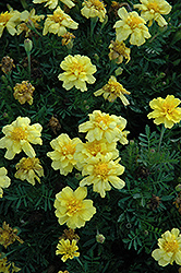 Janie Primrose Yellow Marigold (Tagetes patula 'Janie Primrose Yellow') at Garden Treasures