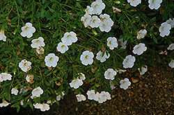 Superbells Trailing White Calibrachoa (Calibrachoa 'Superbells Trailing White') at Garden Treasures