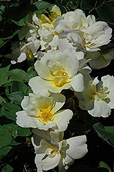 Sunny Knock Out Rose (Rosa 'Radsunny') at Garden Treasures