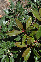 Bronze Beauty Cleyera (Ternstroemia gymnanthera 'Conthery') at Garden Treasures