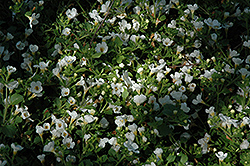 Atlas White Bacopa (Sutera cordata 'Atlas White') at Garden Treasures