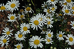 White Breeze Shasta Daisy (Leucanthemum x superbum 'White Breeze') at Garden Treasures