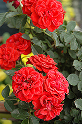 Autumn Sunblaze Rose (Rosa 'Meiferjac') at Garden Treasures