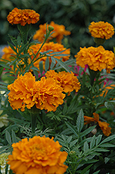 Cortez Orange Marigold (Tagetes erecta 'Cortez Orange') at Garden Treasures