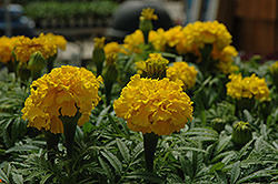 Safari Yellow Marigold (Tagetes patula 'Safari Yellow') at Garden Treasures