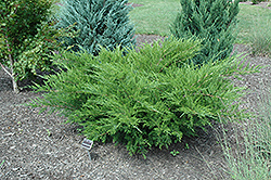 Sea Green Juniper (Juniperus chinensis 'Sea Green') at Garden Treasures