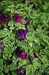 Surfinia Baby Purple Variegata Petunia (Petunia 'Surfinia Baby Purple Variegata') at Garden Treasures