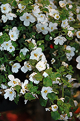 Calypso Jumbo White Bacopa (Sutera cordata 'Calypso Jumbo White') at Garden Treasures