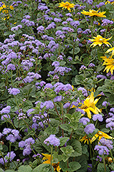 Blue Horizon Flossflower (Ageratum 'Blue Horizon') at Garden Treasures