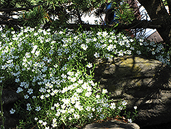 Mountain Sandwort (Arenaria montana) at Garden Treasures
