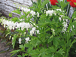 White Bleeding Heart (Dicentra spectabilis 'Alba') at Garden Treasures