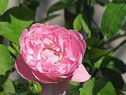 Mary Rose (Rosa 'Mary') at Garden Treasures