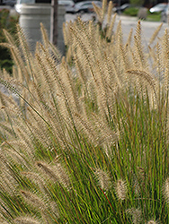Hameln Dwarf Fountain Grass (Pennisetum alopecuroides 'Hameln') at Garden Treasures