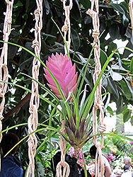 Pink Quill (Tillandsia cyanea) at Garden Treasures