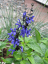 Black And Blue Anise Sage (Salvia guaranitica 'Black And Blue') at Garden Treasures