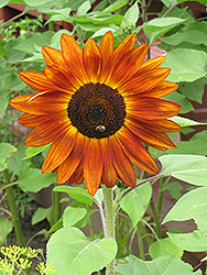 Red Sun Annual Sunflower (Helianthus annuus 'Red Sun') at Garden Treasures