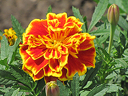 Safari Scarlet Marigold (Tagetes patula 'Safari Scarlet') at Garden Treasures