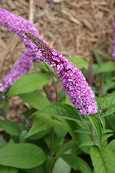 Lo & Behold Pink Micro Chip Butterfly Bush (Buddleia 'Pink Micro Chip') at Garden Treasures