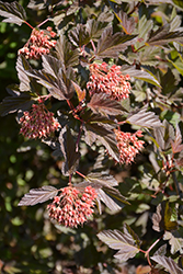 Summer Wine Ninebark (Physocarpus opulifolius 'Seward') at Garden Treasures
