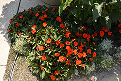 SunPatiens Compact Orange New Guinea Impatiens (Impatiens 'SakimP011') at Garden Treasures