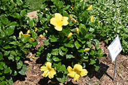 Yellow Hibiscus (Hibiscus rosa-sinensis 'Yellow') at Garden Treasures