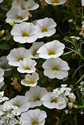 Superbells White Calibrachoa (Calibrachoa 'Balcal14141') at Garden Treasures