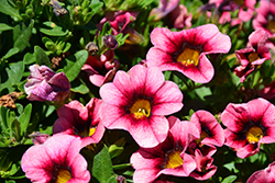 Hula Hot Pink Calibrachoa (Calibrachoa 'Hula Hot Pink') at Garden Treasures