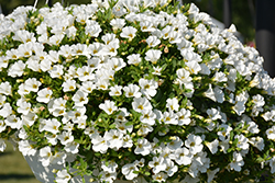 Superbells White Calibrachoa (Calibrachoa 'Balcal14141') at Garden Treasures