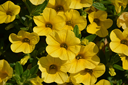 Superbells Yellow Calibrachoa (Calibrachoa 'Balcal1004') at Garden Treasures