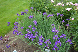 Ruffled Velvet Iris (Iris sibirica 'Ruffled Velvet') at Garden Treasures