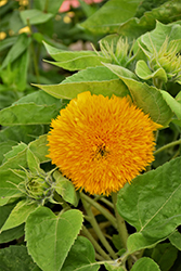 Teddy Bear Annual Sunflower (Helianthus annuus 'Teddy Bear') at Garden Treasures