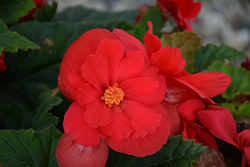 Nonstop Red Begonia (Begonia 'Nonstop Red') at Garden Treasures