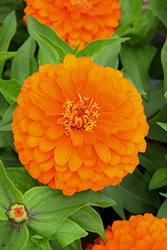 Magellan Orange Zinnia (Zinnia 'Magellan Orange') at Garden Treasures